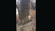 Impressionnant : cet arbre brûle depuis l’intérieur