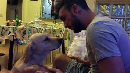 Guilty dog desperately asks for forgiveness