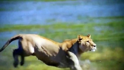 Does a Croc Kill a Lioness - CONFUSING FOOTAGE ( National Geographic )