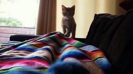 Hilarious Cat Compilation of 2015 - Funny Cat Videos and Moments