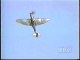Aviation - Crash - Military - Spitfire Back Breaker At Airshow