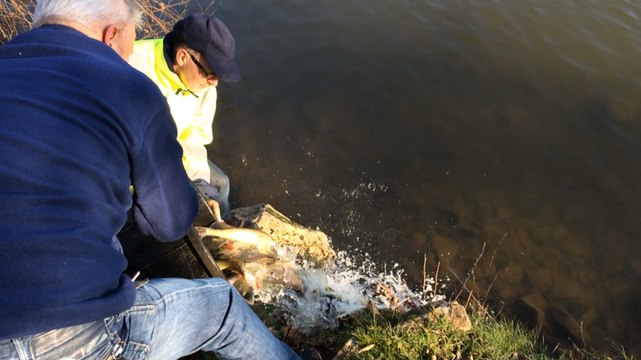 Empoissonnage des étangs du château