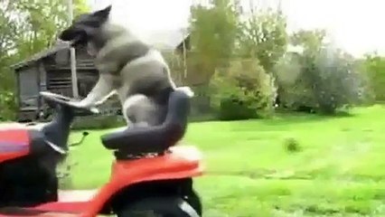 Авто приколы #3 _ auto fails compilation #3