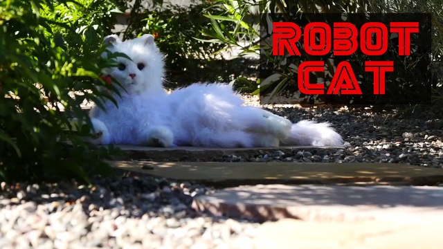 Реакция на кота