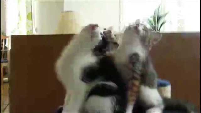 Kittens bob their heads to the beat