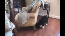 Roomba Cats- Compilation