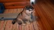 funny dog videos 8 Weeks Old Malamute Puppy Lida 2016