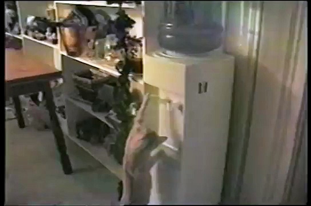 Smart Cat Uses Water Cooler