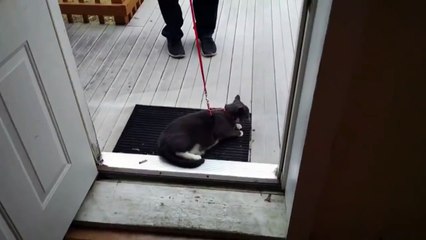 Super Enthusiastic Cat Definitely Loves Walks