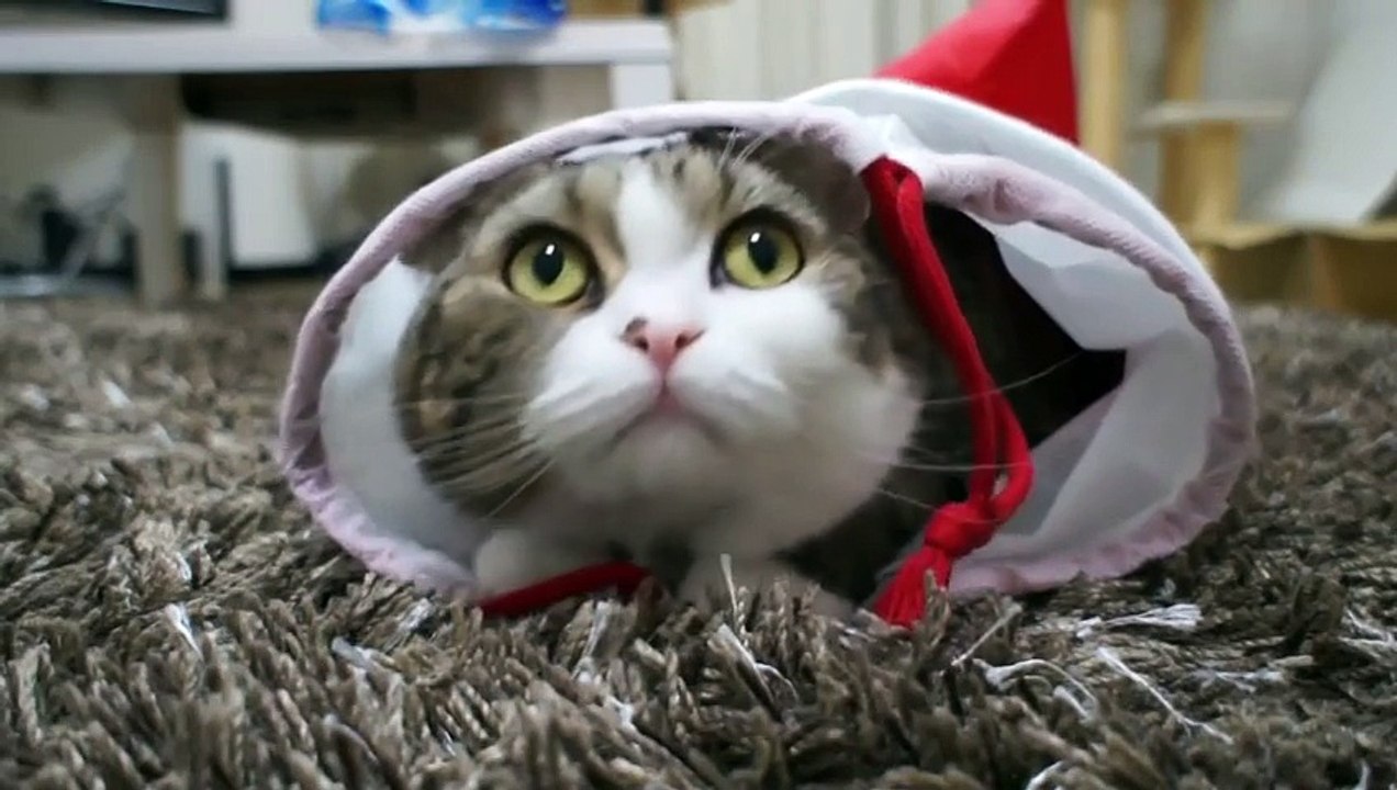 Самый смешной кот