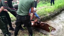 A Horse That Fell Into A Watery Hole Gets Rescued