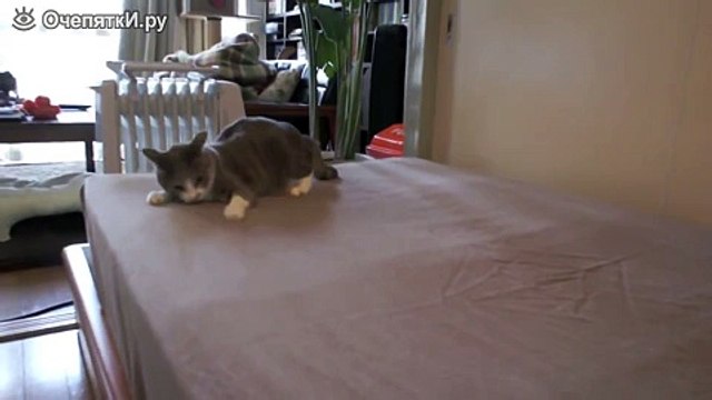 Резвый котик на матрасе