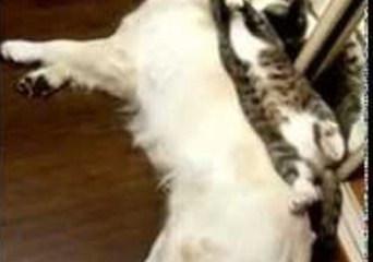 Cat's Sleep Disturbed by Fidgety Dog