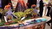 NEW Dinosaur Toys & Figures by Schleich | 2015 Dinosaur Figures | Toy Fair 2015