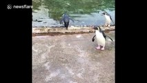 Penguins march and belly flop into water