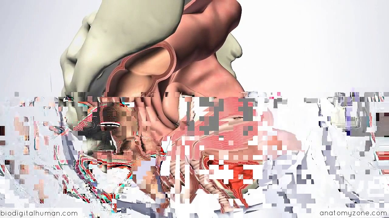 Introduction to Female Reproductive Anatomy Part 2 Ligaments 3D Anatomy Tutorial