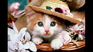 Beautiful And Cute Cats - 2016