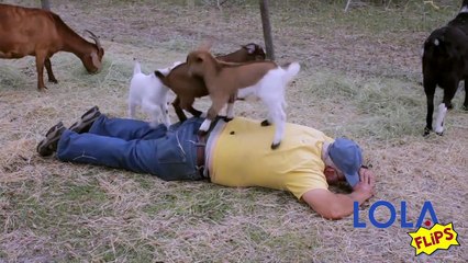 Man Gets Massage From Baby Goats