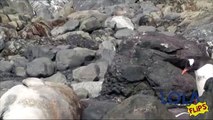 Penguin Gets a Shock When He Accidentally Jumps on Seal