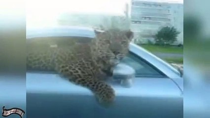 Ато приколы, женщины на дороге, нарезка приколов