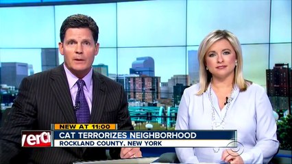 Cat Terrorizes New York Neighborhood