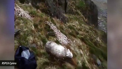 Sheep In Wales Rescued From Cliff After Being Trapped For Days