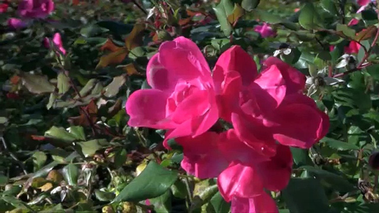 True Love - YouTube