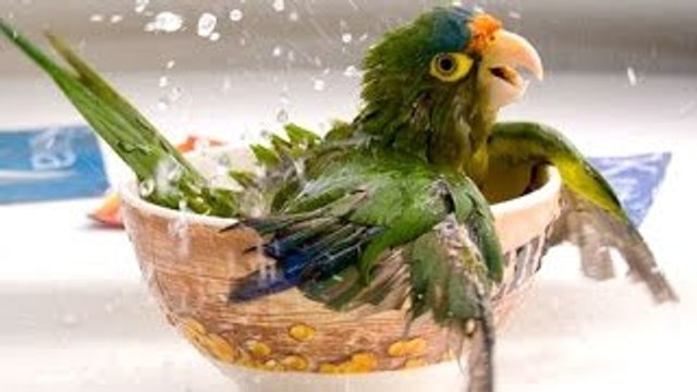 COMPILACION DE MASCOTAS GRACIOSAS!!!! Mascotas graciosas y divertidas , videos chistosos 2022-2023