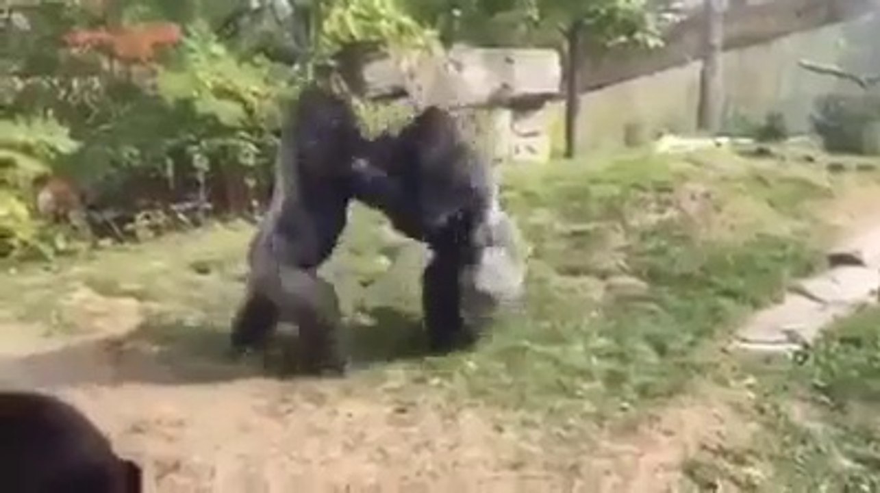 Gorillas gone wild