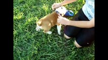 10 Funniest Bulldog Videos