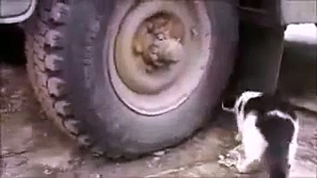 Rat Hides Like A Boss.