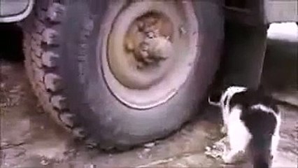 Rat Hides Like A Boss.