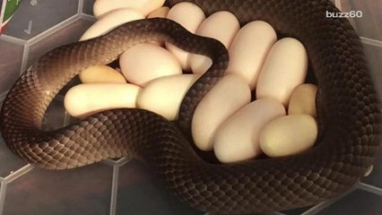 Woman finds poisonous, pregnant snake under refrigerator
