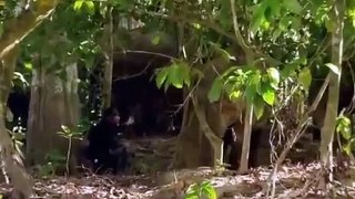 Elephant Life Documentary The Borneo's Pygmy Elephant Documentary Animal Documentary Full Length