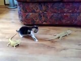 İguanadan Korkan Yavru Kedi Çıldırdı Çok Komik