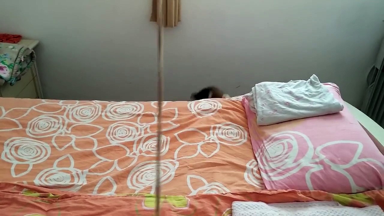 Sneaky Cute Cat