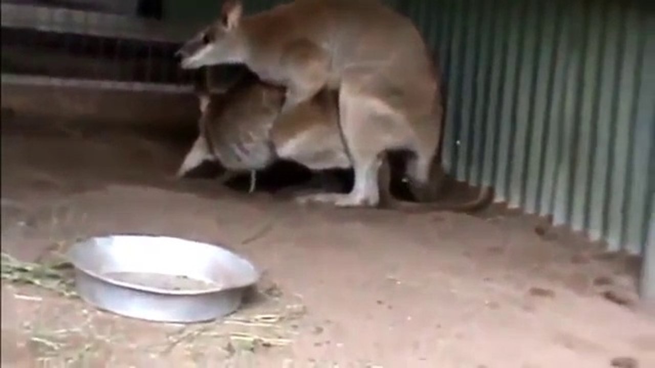 Kangaroo Mating - Kangaroo sex Rare video
