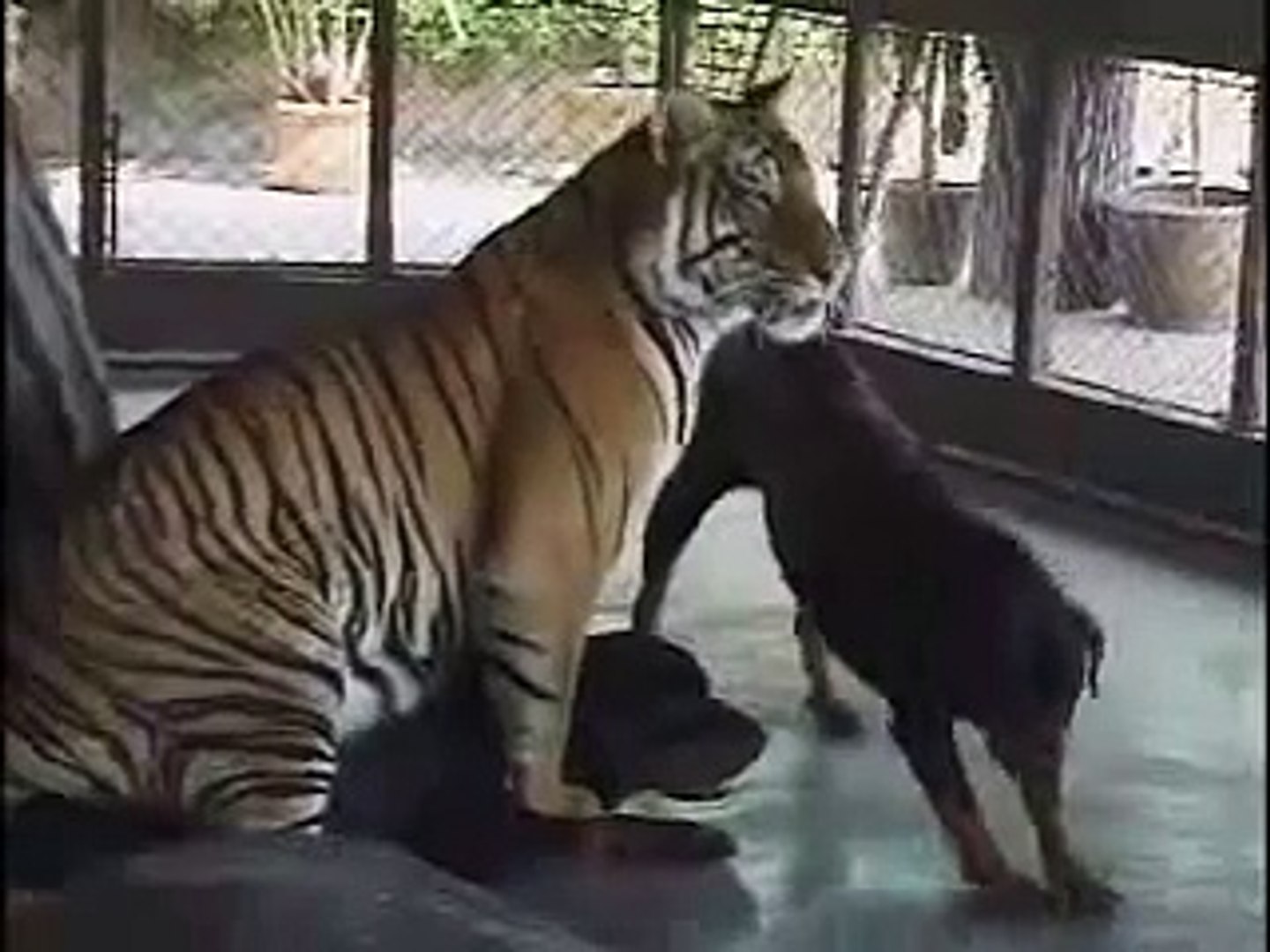 tiger playing with dog