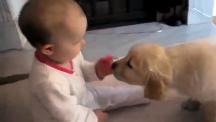 Labrador Puppy Meets Baby For The Very First Time