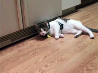 Cat Lands On Feet But Loses His Balance