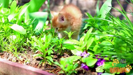 CATS _ Animals for children. Kids Videos. Preschool Learning.