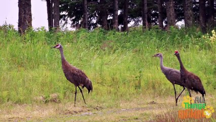 CRANE BIRD_ Animals for children. Kids videos. Kindergarten _   _ Every New