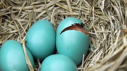 Baby Bird Hatching