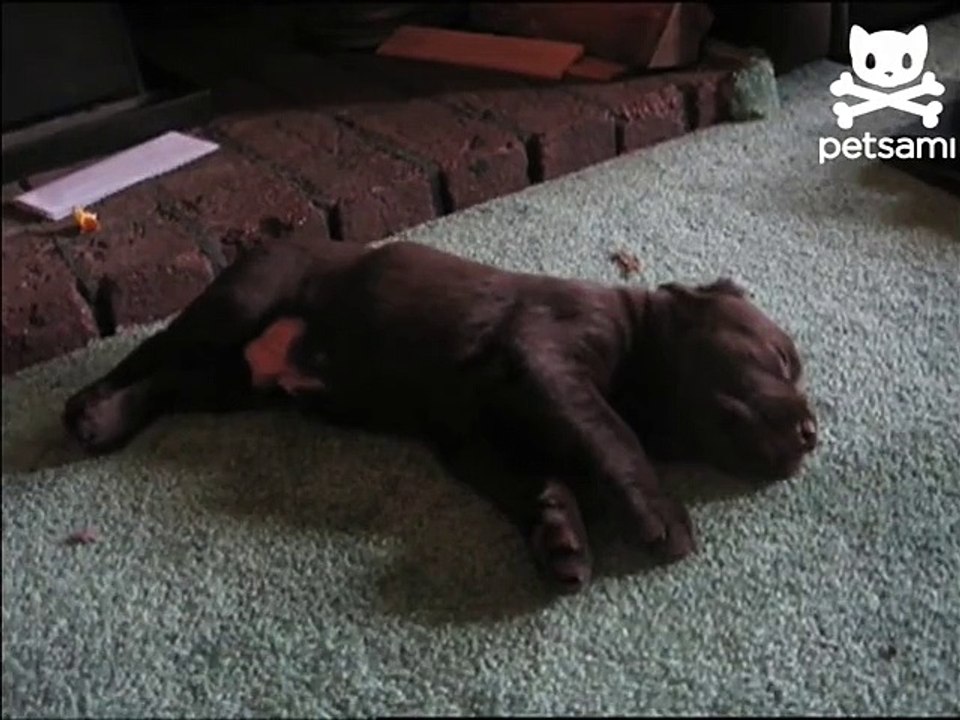Dog runs into Wall