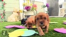 Sweet Cavalier Puppies Talk Using Speech Bubbles - Puppy Love