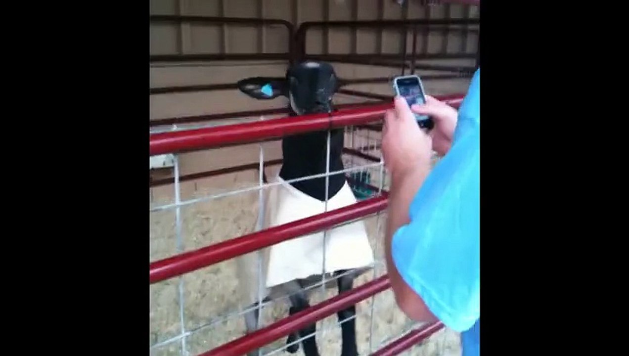 Stupid Goats Making Stupid Noises