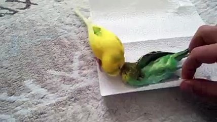 un oiseau qui veulent pas quitter son amie mort