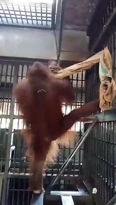 WTF - Ce singe se fait un hamac et se pose oklm!