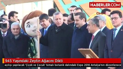 945 Yaşındaki Ağacı Söküp Yeniden Dikmek