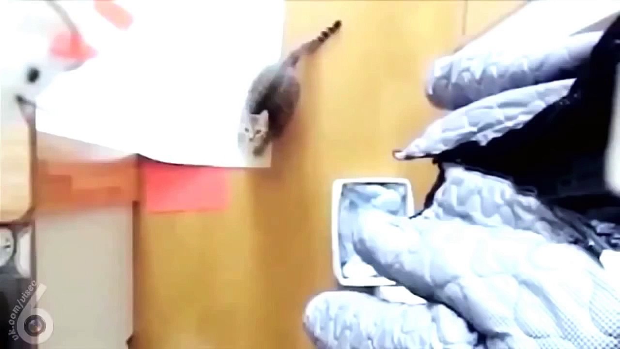 Superhero Cats MUST WATCH